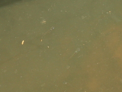 Poecilia reticulata