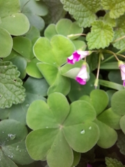 Oxalis articulata