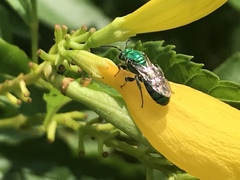Pseudaugochlora graminea