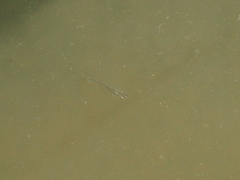 Poecilia reticulata
