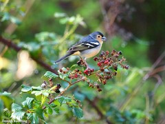 Fringilla coelebs canariensis