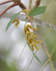 Pristiphora geniculata