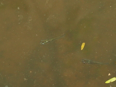 Poecilia reticulata