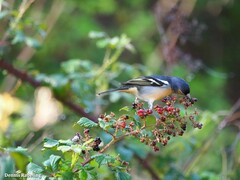 Fringilla coelebs canariensis