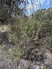 Ambrosia confertiflora