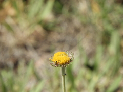 Gaillardia megapotamica