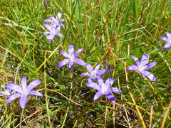 Brodiaea coronaria