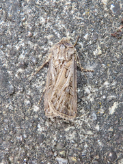 Agrotis gladiaria