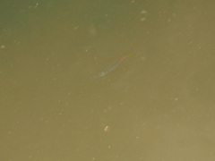 Dermogenys pusilla