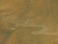 Dermogenys pusilla