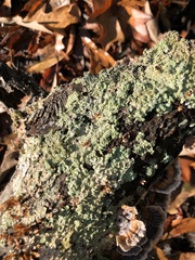 Parmotrema perforatum