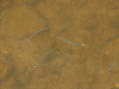 Dermogenys pusilla
