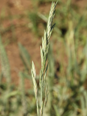 Bromus brevis