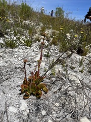 Crassula nudicaulis
