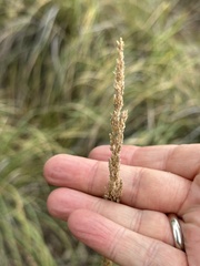 Muhlenbergia rigens