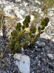 Aspalathus aspalathoides