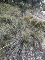 Muhlenbergia rigens