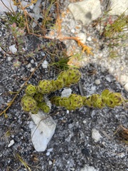 Aspalathus aspalathoides