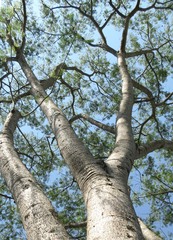 Enterolobium timbouva