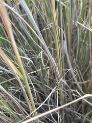 Muhlenbergia rigens