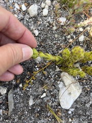 Aspalathus aspalathoides