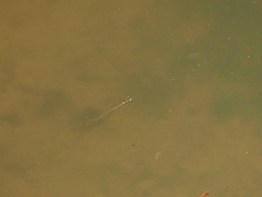 Poecilia reticulata