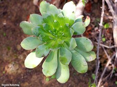 Aeonium