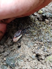 Austruca triangularis