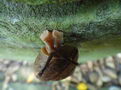 Satsuma myomphala