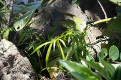 Cyperus albostriatus