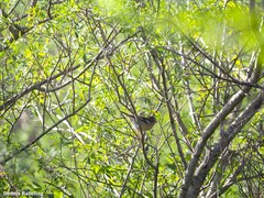 Fringilla coelebs canariensis