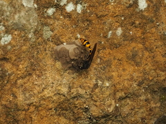Phimenes flavopictus blanchardi