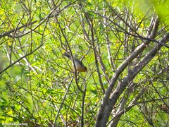 Fringilla coelebs canariensis