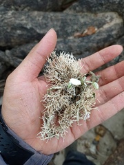 Corallinaceae