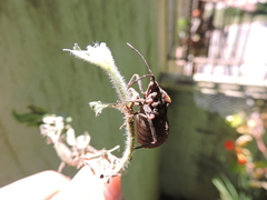 Spartocerini