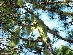 Usnea subfloridana