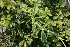 Cyphostemma