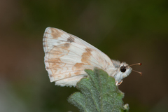 Heliopetes ericetorum