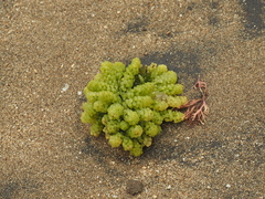 Caulerpa