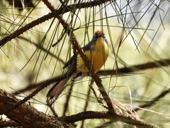 Myioborus brunniceps