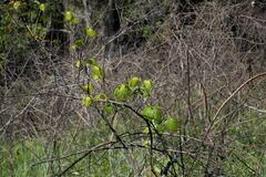 Dioscorea dregeana