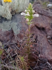 Bellardia trixago