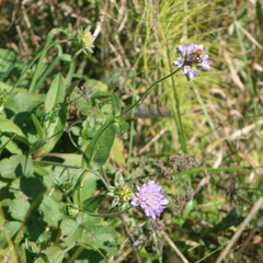 Knautia dipsacifolia