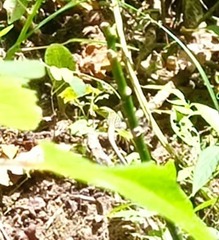Cnemidophorus gaigei