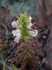 Bellardia trixago