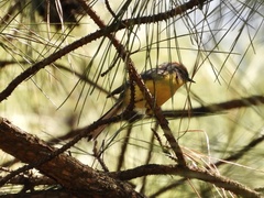 Myioborus brunniceps