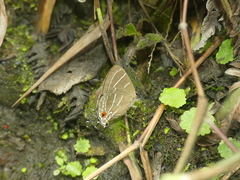 Lamprospilus bicolor