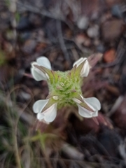 Bellardia trixago