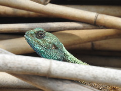 Acanthocercus atricollis