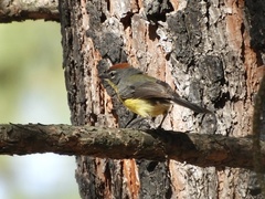 Myioborus brunniceps